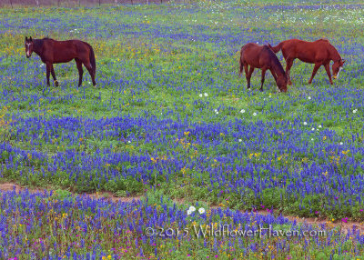 Horse and Wildflowers