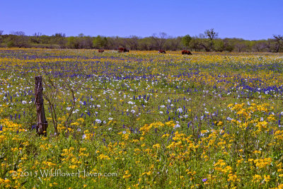 Cows in the wildflowers