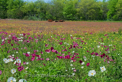 Rose Poppies And Cows in wildflower Meadow