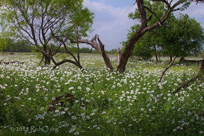 Prickly White Poppy Field