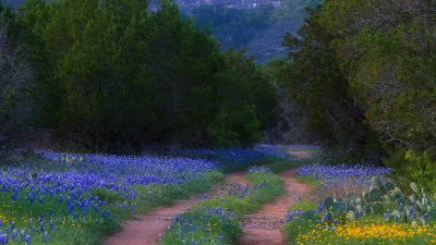 Road To Bluebonnet Canyon HD