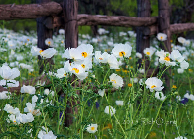 White Prickly Poppies