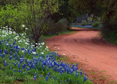 Road To More Bluebonnets