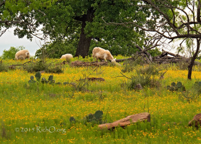 Sheep in the Bitterweed