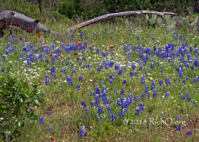 Wildflower Glen