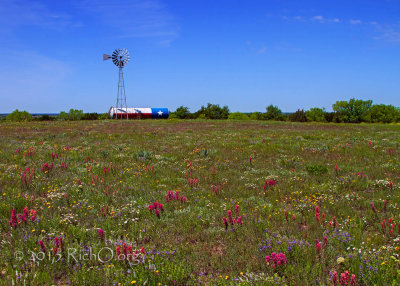 Texas Wildflower Prairie