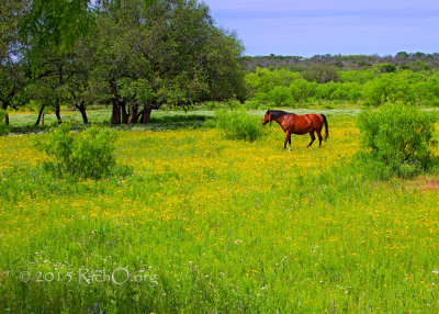 Horse In Wildflower Meadow