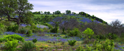 Bluebonnet Hill Pano - Earth Day the Texas Way! 