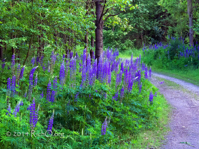 Lupine path