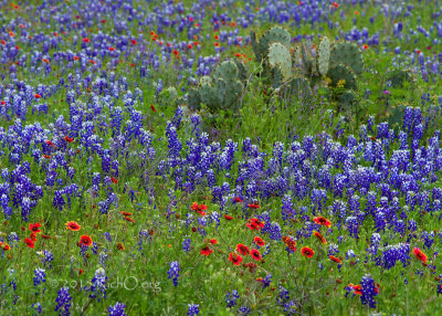 Bluebonnets Hanging In There