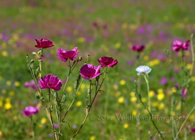 Rose Prickly Poppy Field
