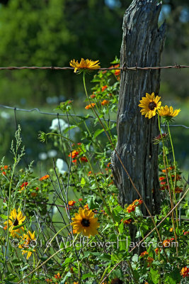 Texas Sunflower