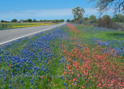 Red and Blue along Texas 16