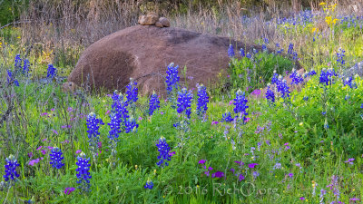 Bluebonnet Rock