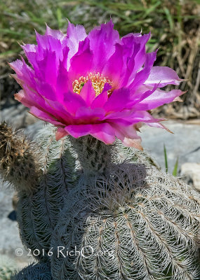 Lace Cactus - Side View