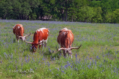 Miniature Longhorns And Mealy Blue Sage