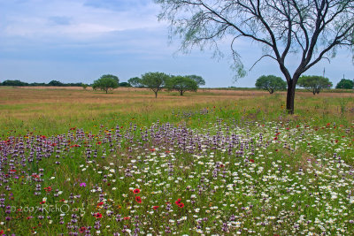 Wildflowers On The Prairie