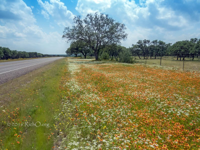 Wildflower Jungle Texas 41