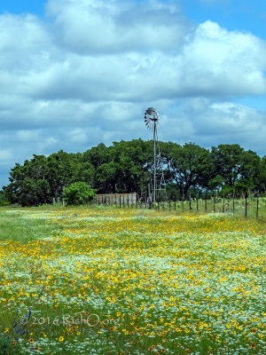 Wildflower Windmill