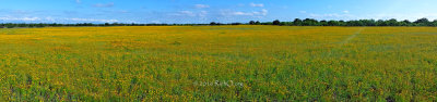 Large Yellow field