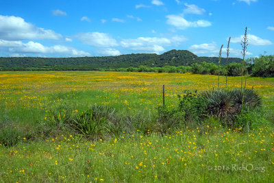 Quintessential Texas Hill Country