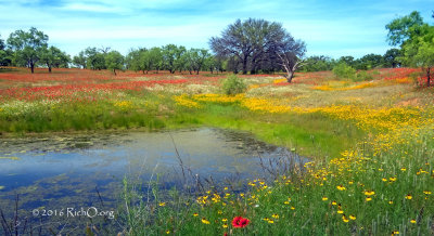 On Wildflower Pond