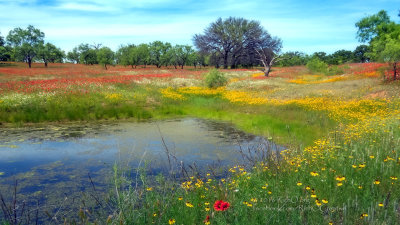 On Wildflower Pond-1080HD