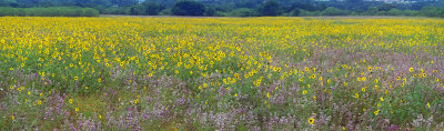 Sunflower Field Pano