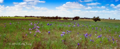 Bluebell Field Panorama