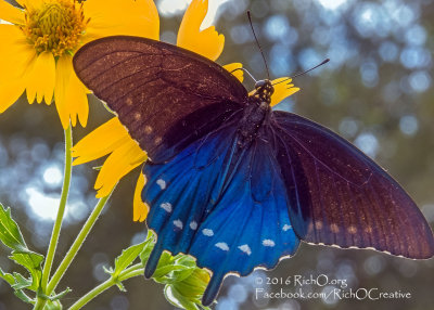 Pipevine Swallowtail On Cowpen Daisy