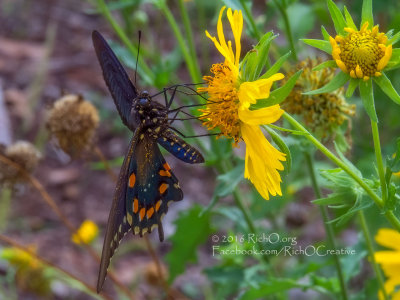 Pipevine Swallowtail On Cowpen Daisy 2