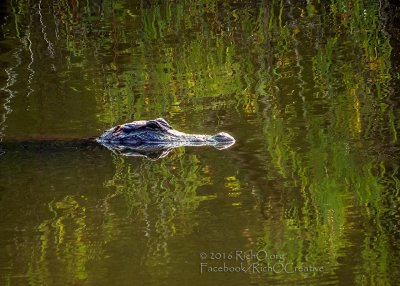 Brazos Bend State Park