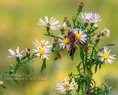 Wasp on Tall Aster