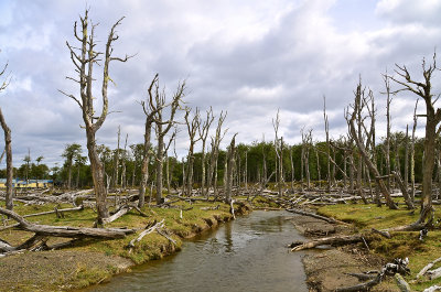 Tierra del Fuego, Patagonia, Chile