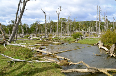 Tierra del Fuego, Patagonia, Chile