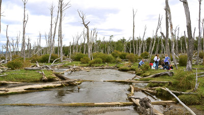 Tierra del Fuego, Patagonia, Chile