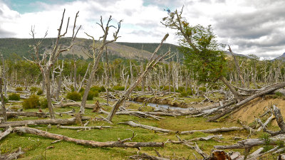 Tierra del Fuego, Patagonia, Chile