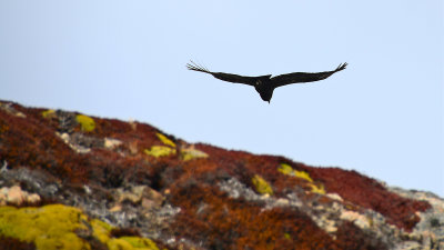 Condor en Tierra del Fuego, Patagonia, Chile