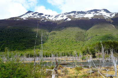 Castorera en Tierra del Fuego, Patagonia, Chile