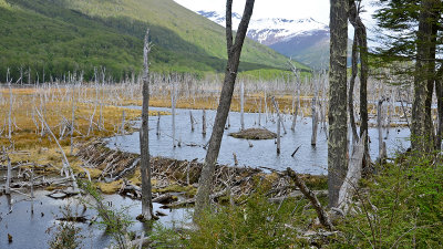 Castorera en Tierra del Fuego, Patagonia, Chile