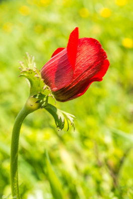 Anemone Bud