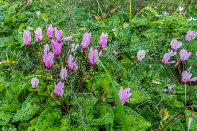  Cyclamen