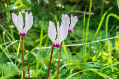  Cyclamen