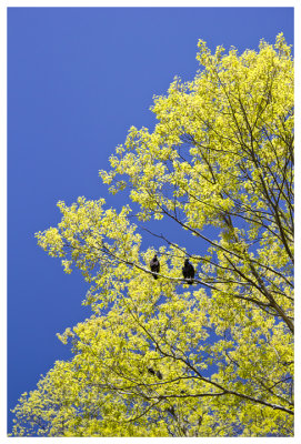 Crows and spring green at the Bear Mountain Zoo