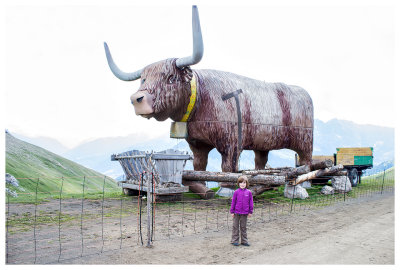 A lot of bull!