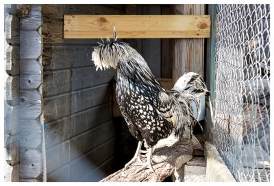 Funky chicken
