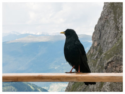 Alpine chough
