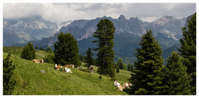 Cows in the meadow