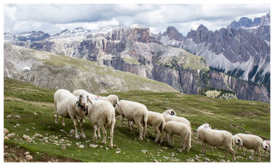 Sheep on the trail