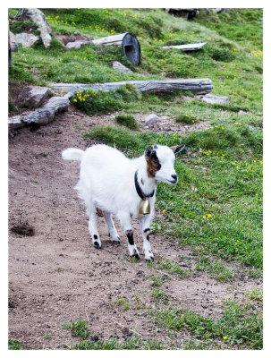 Adorable tiny goat